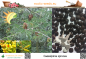 Preview: Caesalpinia spinosa, Rothülsenbaum, 10 Samen